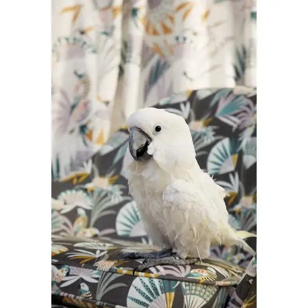 Curtain fabric Quetzal Velvet from Amazone_4